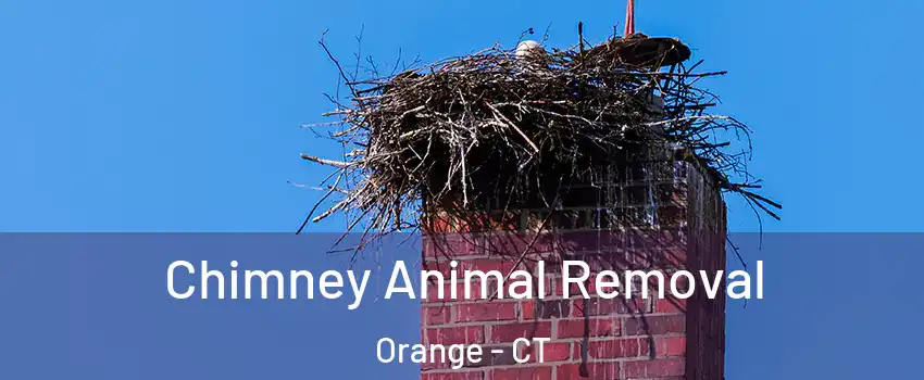 Chimney Animal Removal Orange - CT